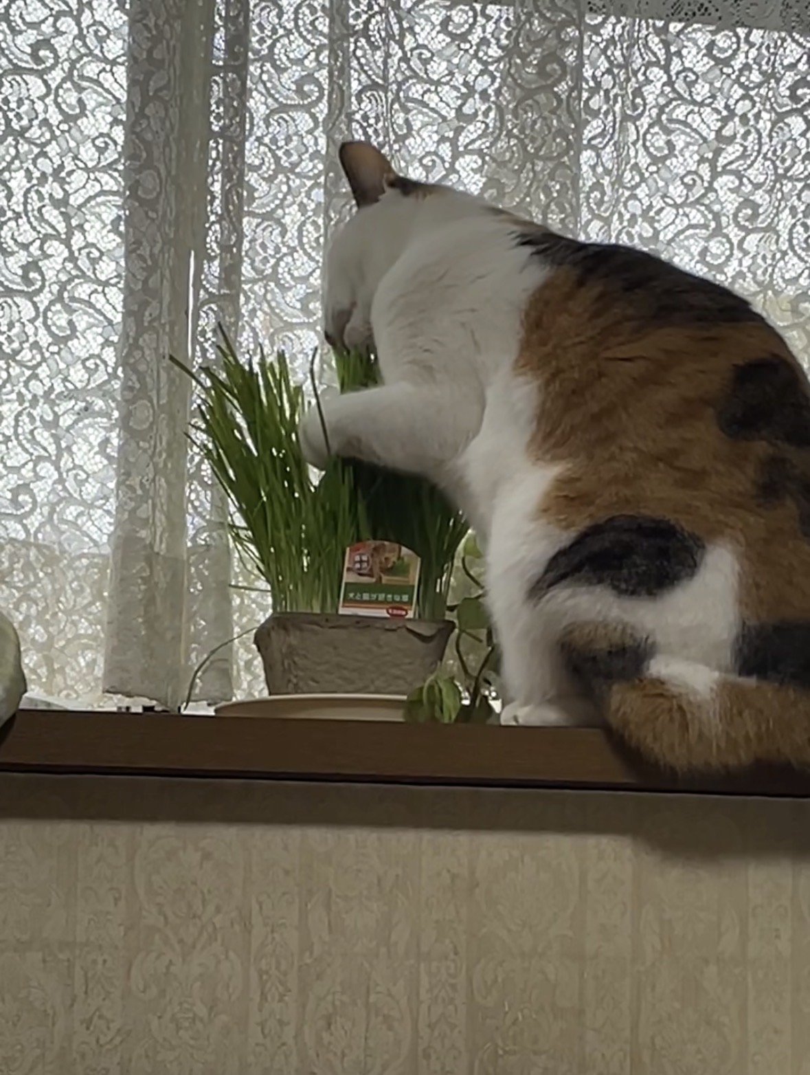猫草をたべる猫
